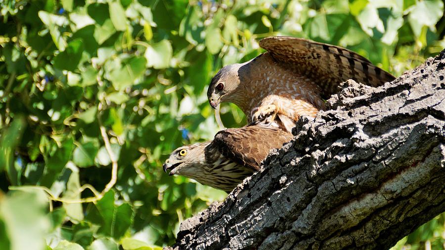 Coopers Hawks Mating #1 Photograph by Dennis Boyd