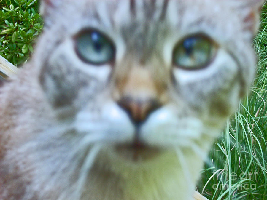 Cat Photograph - Oops I am Cross eyed by Beebe Barksdale-Bruner Cat Photograph - Oops I am Cross eyed by Beebe Barksdale-Bruner