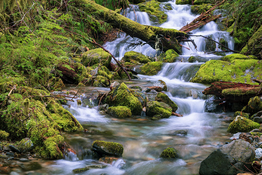 Opal Creek Stream Photograph by Catherine Avilez