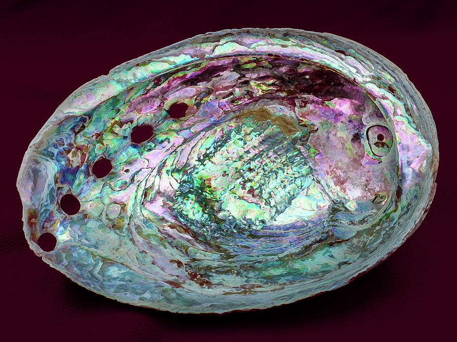 how to create an abalone seashell zbrush