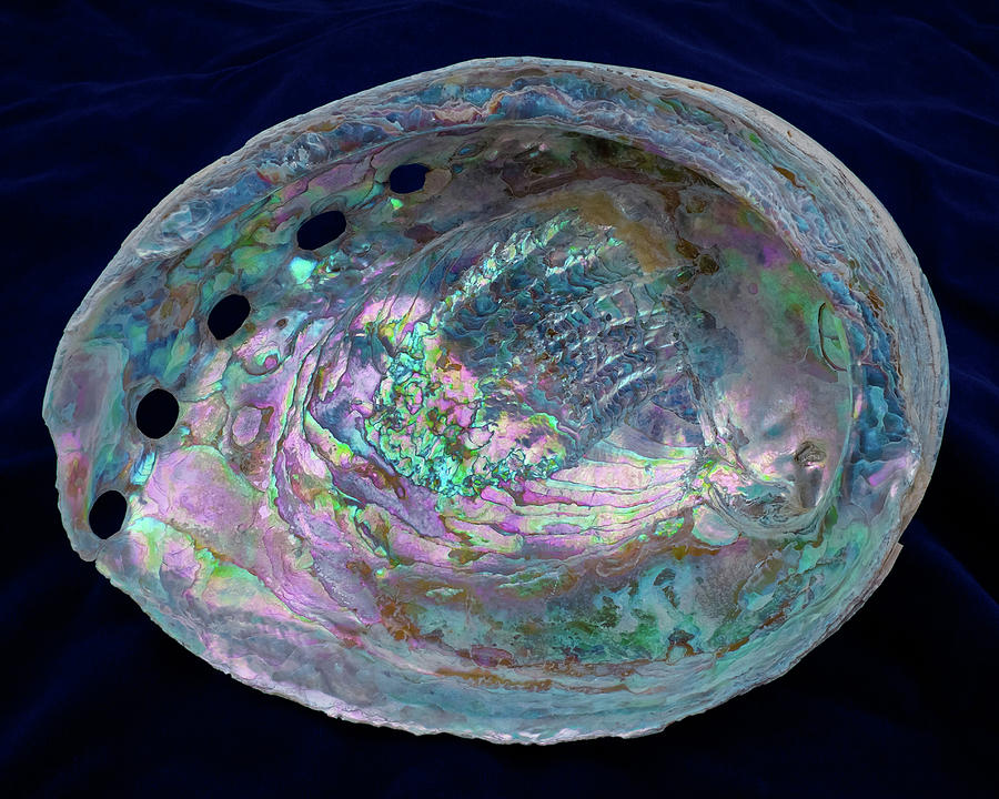 Opalescent Abalone Seashell on Blue Velvet Photograph by Kathy Anselmo
