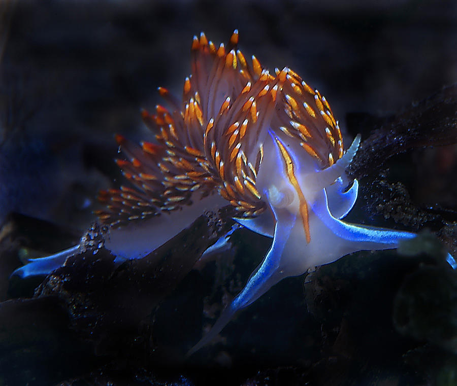 Alien Photograph - Opalescent Nudibranch by Gary Powell by California Coastal Commission