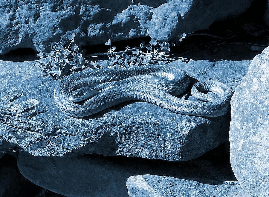 Opaque Garter Snake Photograph by Danielle R T Haney