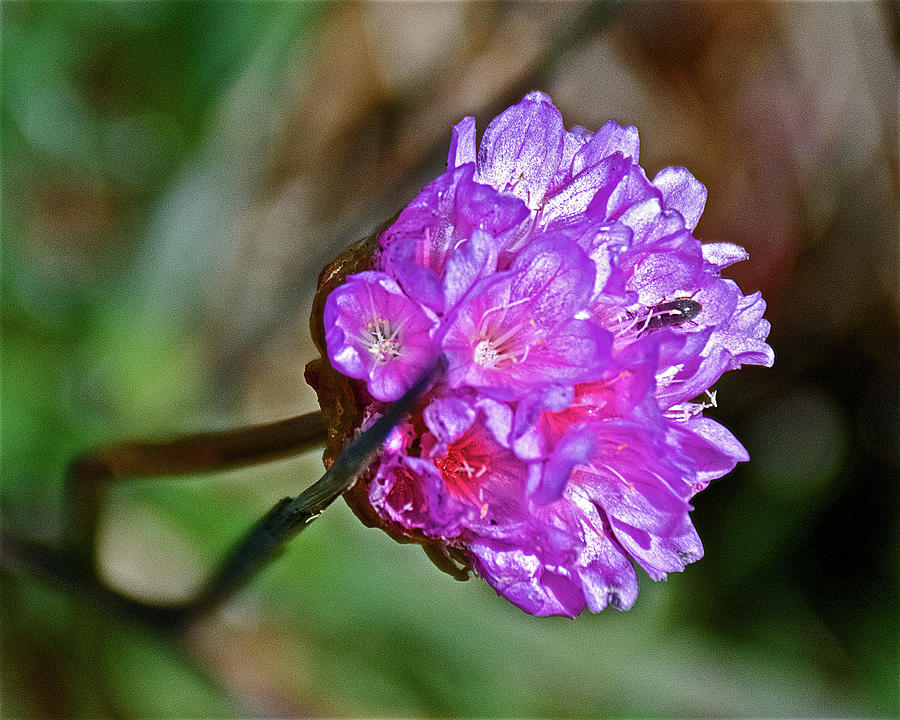 Open Blossom of Sea Thrift near Lighthouse inPoint Reyes National Seashore, California  Photograph by Ruth Hager
