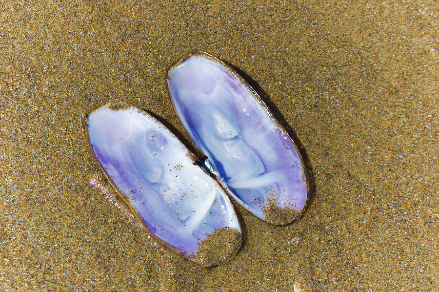 Open Clam Shell Photograph by Adria Trail