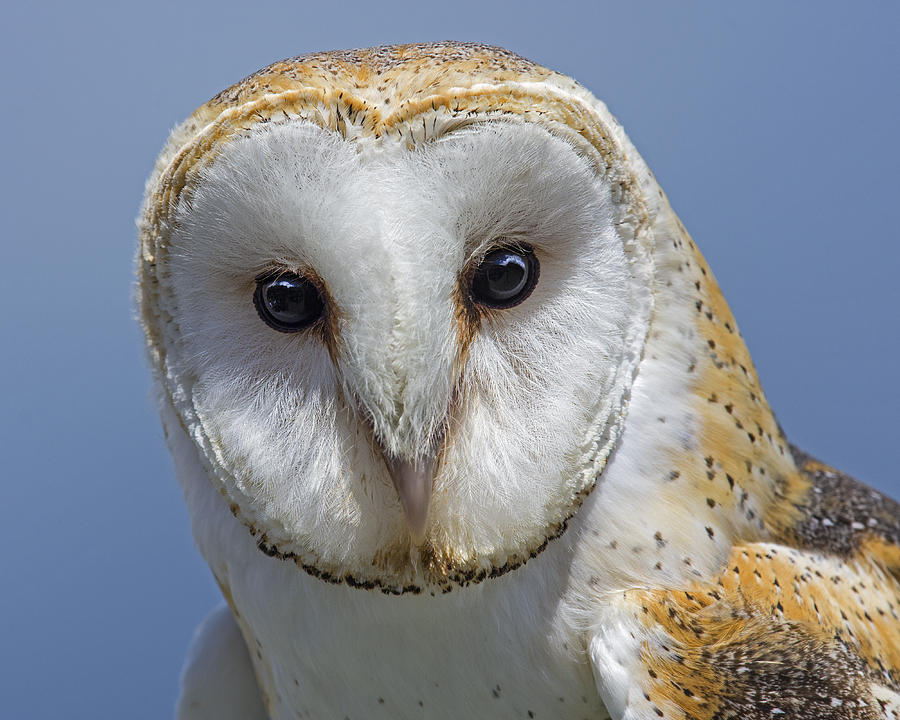 Owl Photograph - Open Door by Tony Beck