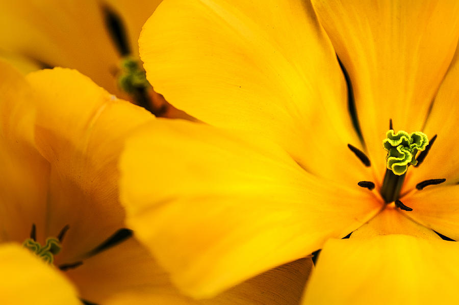 Open Hearts. Yellow Tulips Photograph by Jenny Rainbow