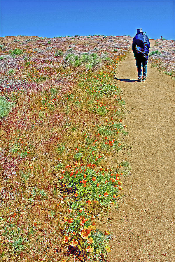 Open, Hilly Trails in Antelope Valley CA Poppy Reserve Photograph by Ruth Hager