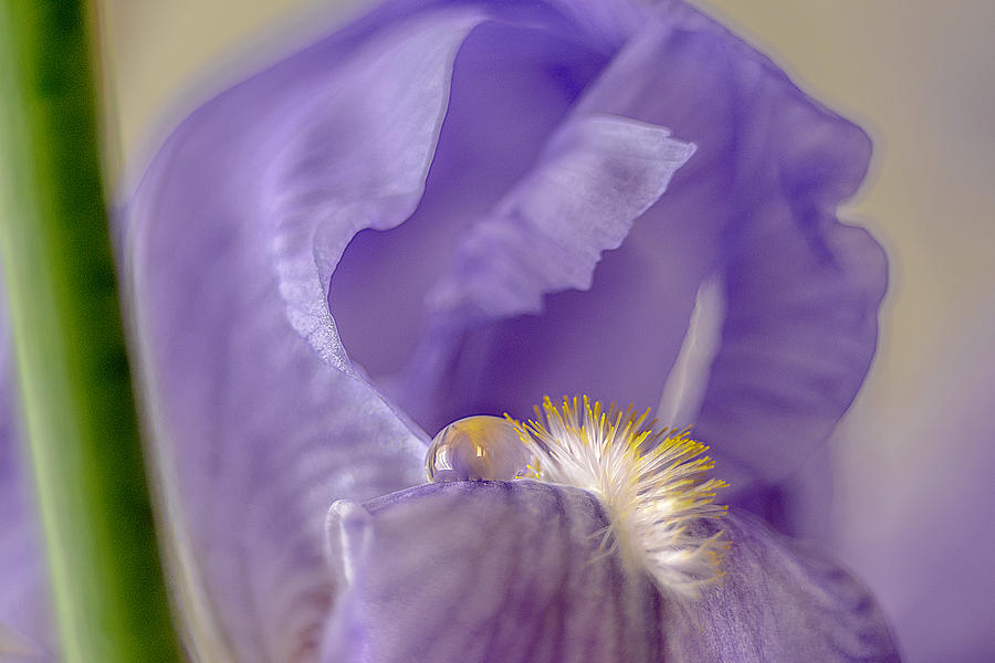 Open Iris Photograph by Wolfgang Stocker