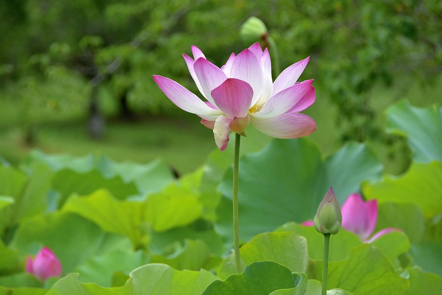 Open Lotus Photograph by Barbara Stellwagen - Fine Art America