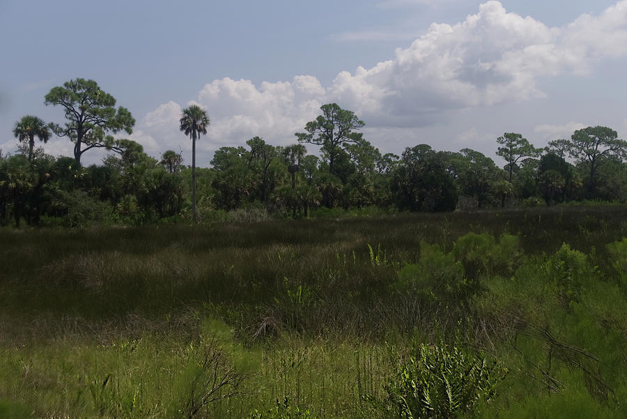 Open meadow of trees by Vincent Billotto Open meadow of trees by Vincent Billotto