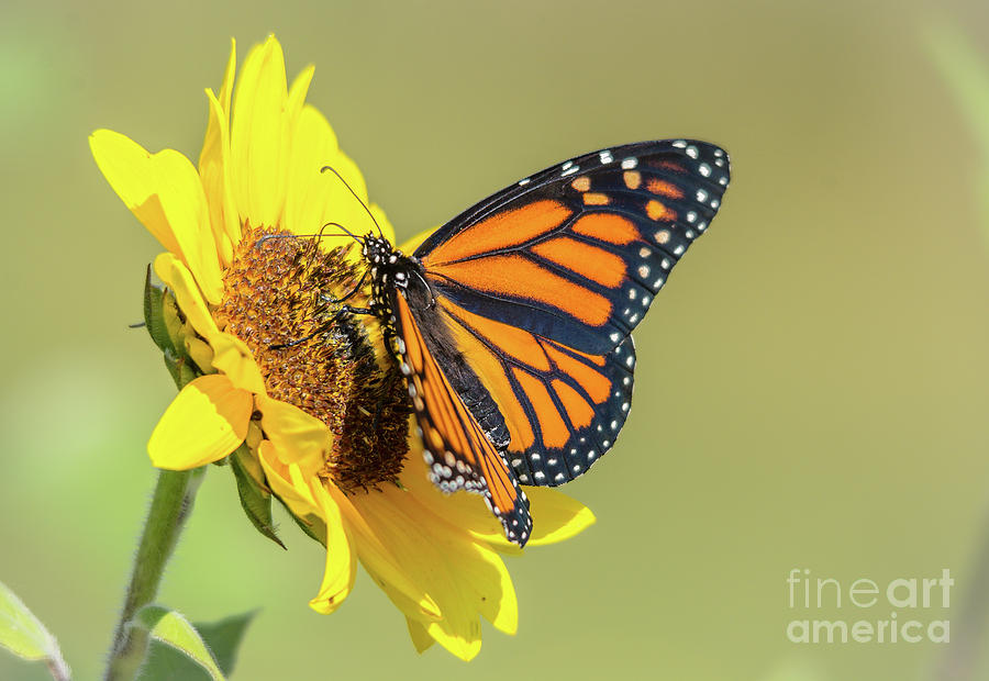 Open Monarch on Sunflower Photograph by Cheryl Baxter