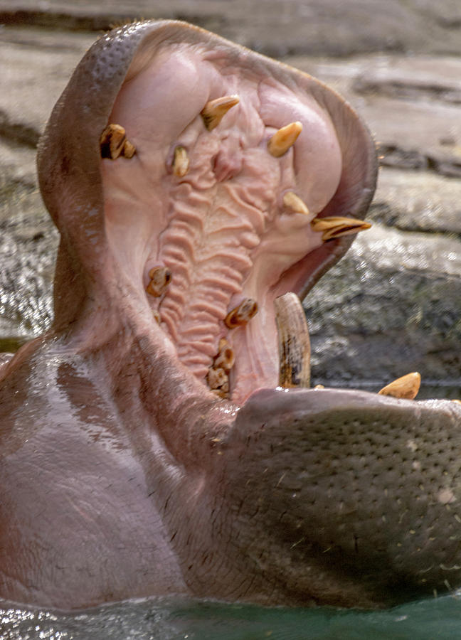 Hippopotamus Photograph - Open Mouth Hippo 2 by Tito Santiago