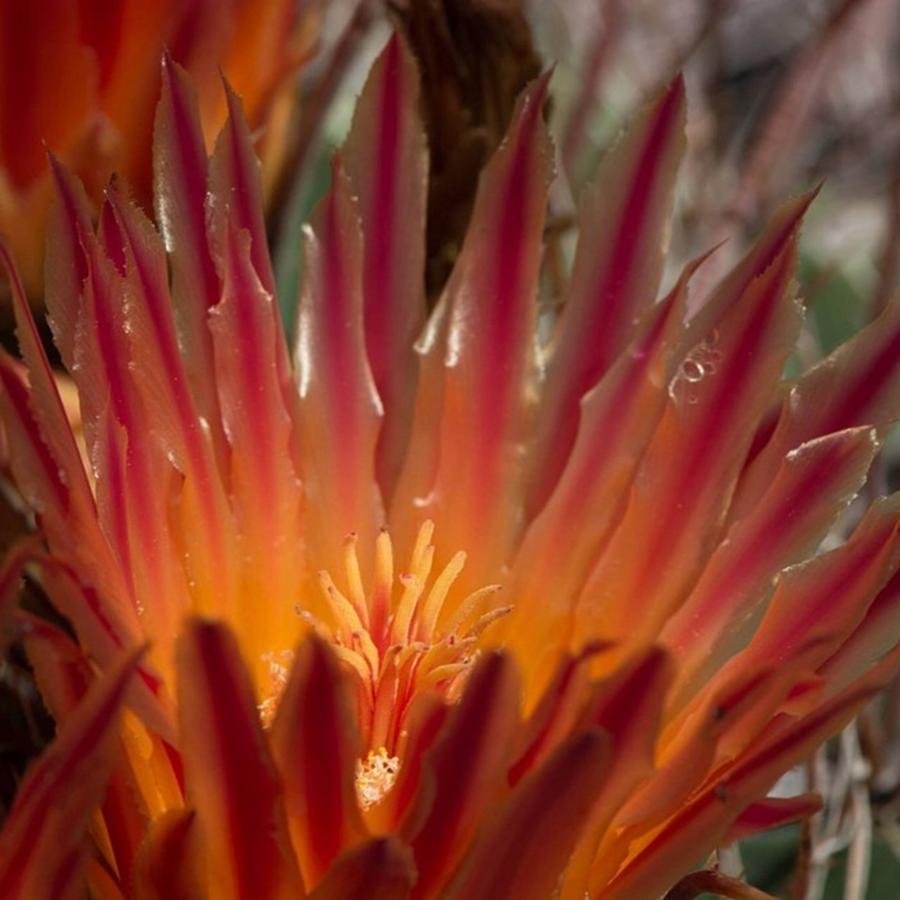 Tucson Photograph - Orange Cactus Flower by Michael Moriarty