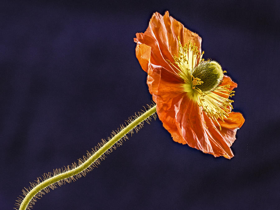 Open Orange Poppy Photograph by Jean Noren