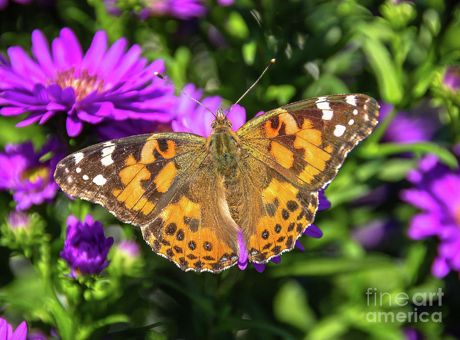 Open Painted Lady Butterfly Photograph by Cheryl Baxter