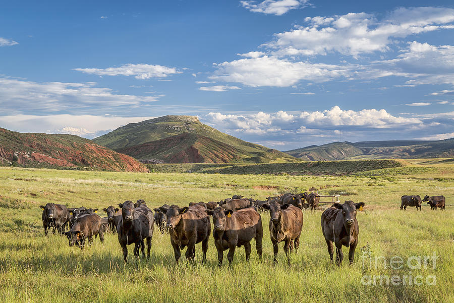 Open range cattle in Colorado Photograph by Marek Uliasz