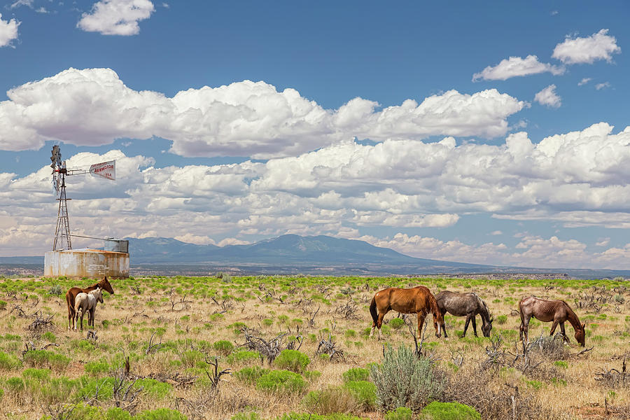 Open Range Wild Horses Grazing Photograph by James BO Insogna