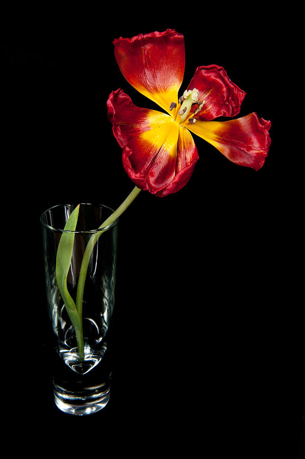 Open Red Tulip In Vase Photograph by Helen Jackson