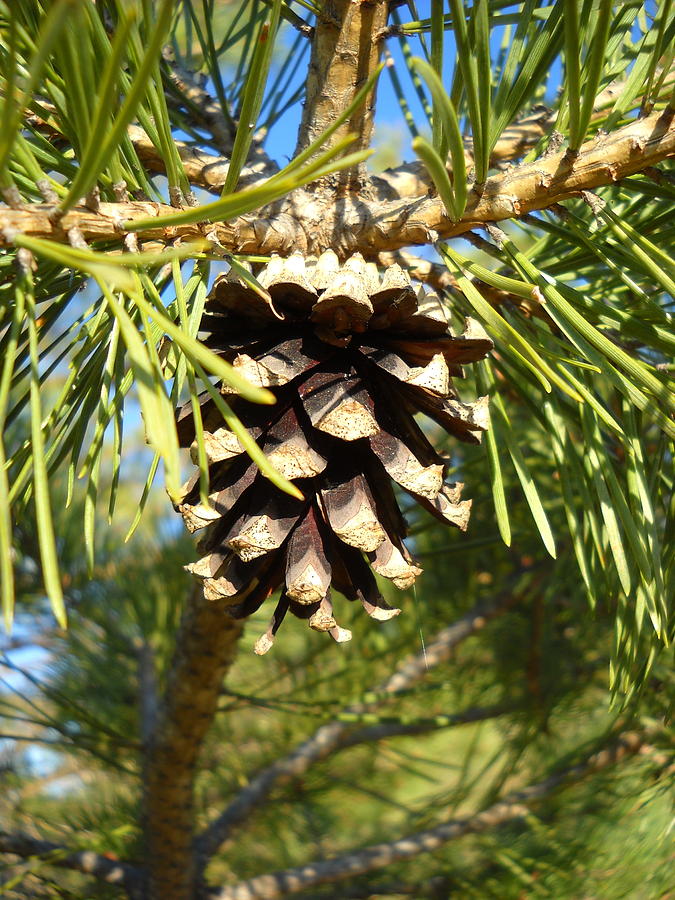 Open Scotch Pine Cone Photograph by Kent Lorentzen