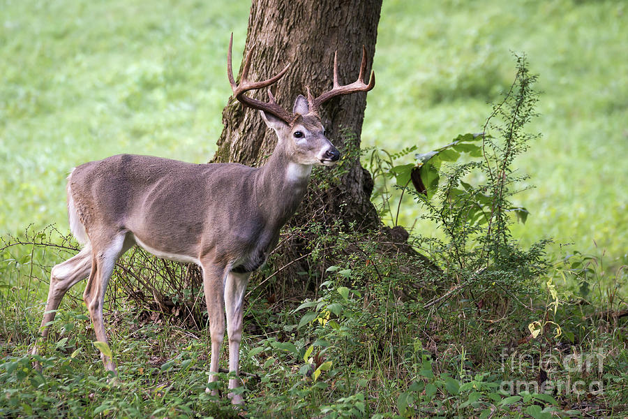 Deer Photograph - Open Season by Andrea Silies