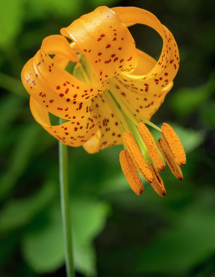 Open Tiger Lily Photograph by Jean Noren