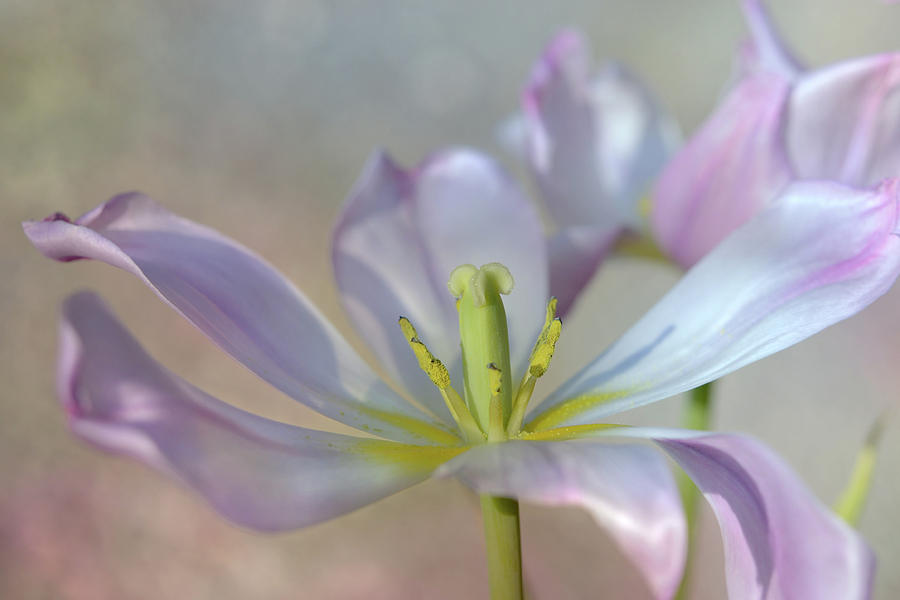 Open Tulip Photograph by Ann Bridges