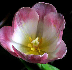 Open Tulip Photograph by Barbara J Blaisdell