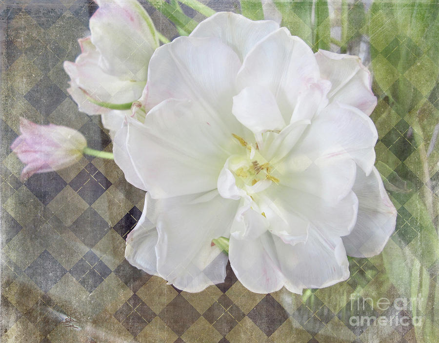 Open Tulip Digital Art by Victoria Harrington