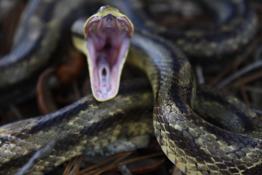 Open Wide Photograph by Dana Blalock - Fine Art America