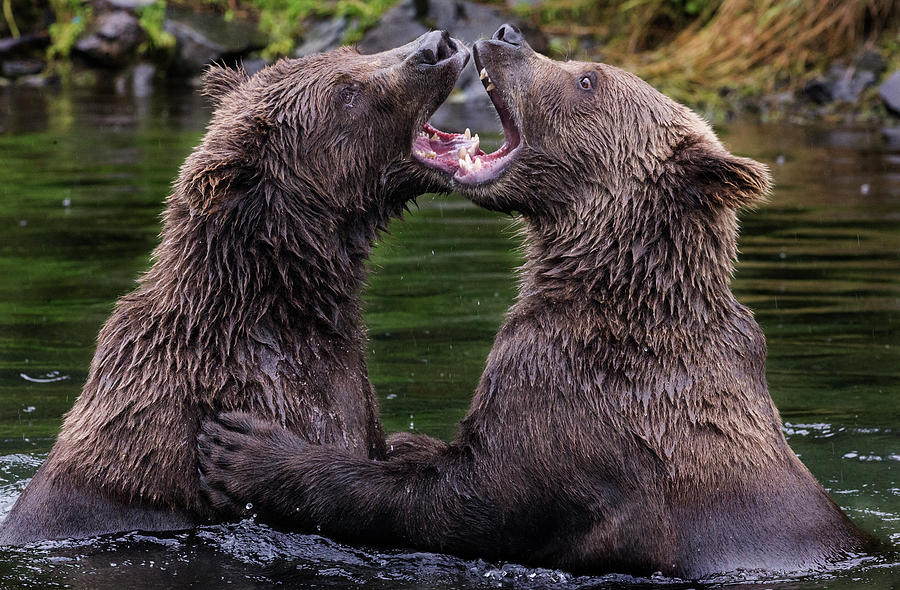 Open Wide by Elaine Haberland Open Wide by Elaine Haberland