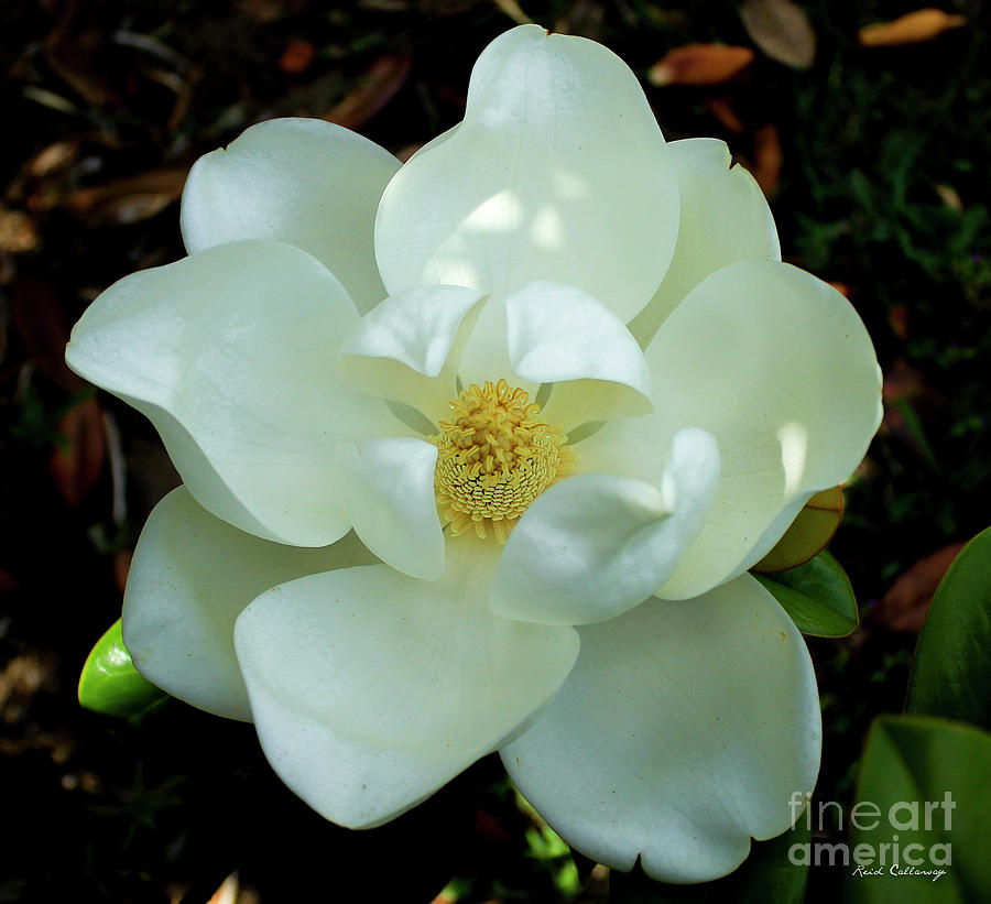 Open Wide Magnolia Flower Art Photograph by Reid Callaway