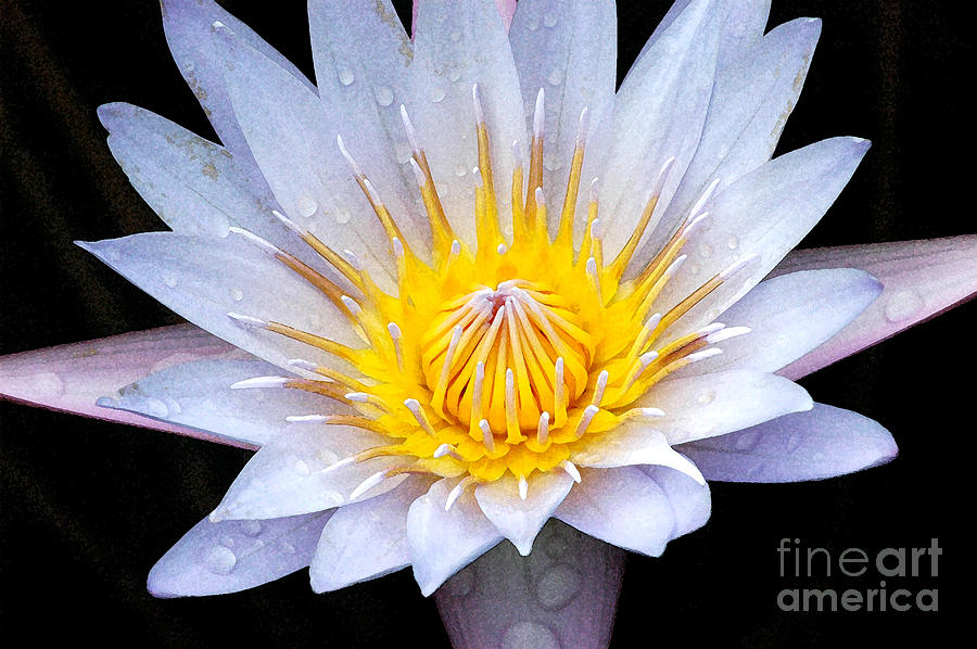 Flower Photograph - Open Wide by Robert Anschutz