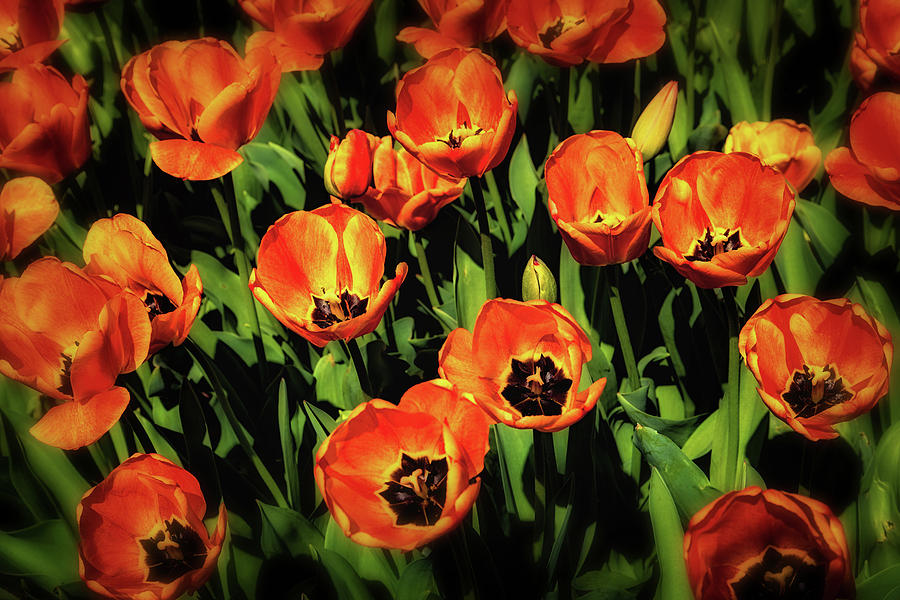 Tulip Photograph - Open Wide - Tulips on Display by Tom Mc Nemar