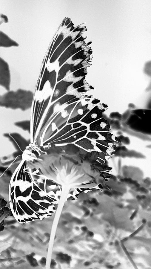 Open Wings Negative B W Photograph by Rob Hans