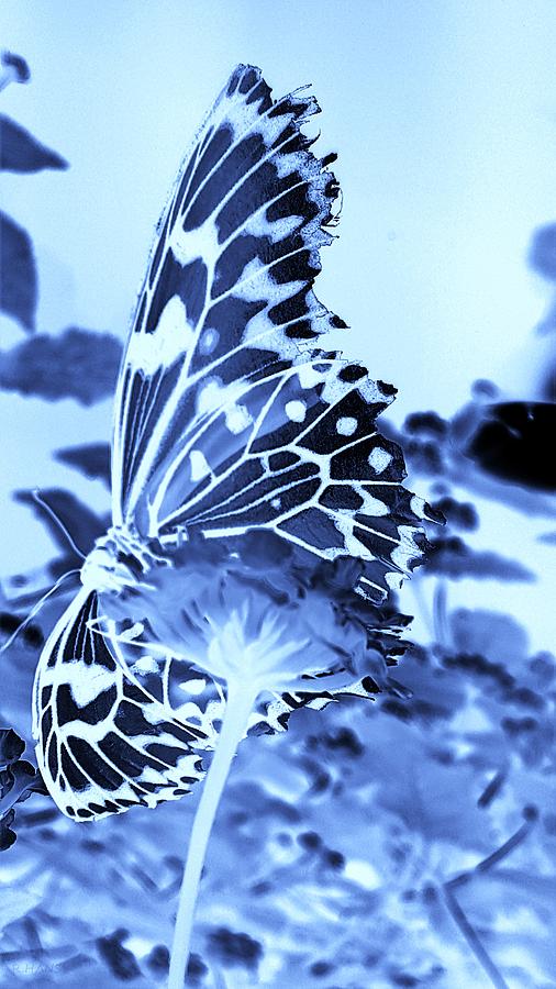 Open Wings Negative Cyan Photograph by Rob Hans
