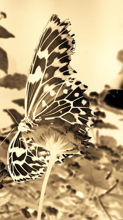 Open Wings Negative Sepia Photograph by Rob Hans