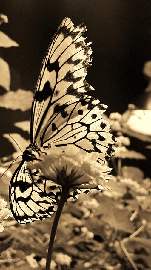 Open Wings Sepia Photograph by Rob Hans
