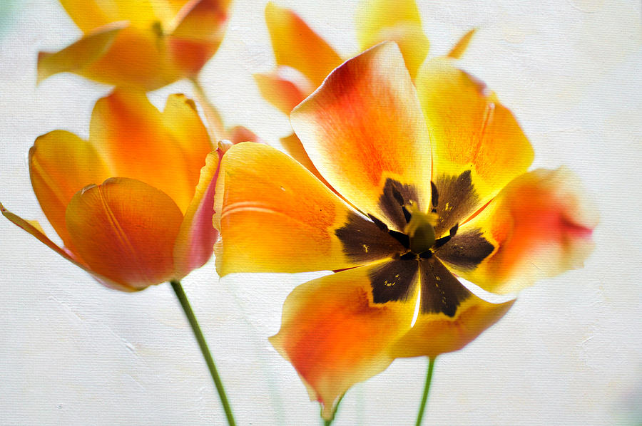 Open Yellow Tulips Photograph by Jenny Rainbow