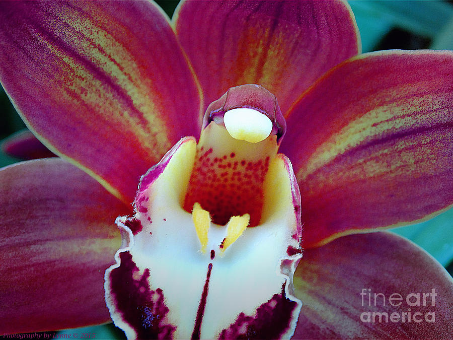 Opened Orchid Photograph