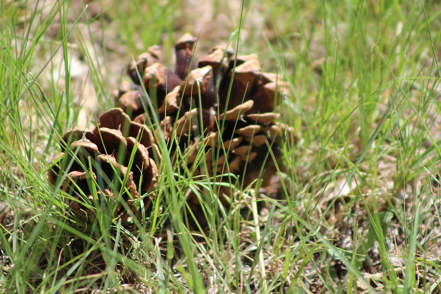 Opened Pine Cones in Grass Photograph by Colleen Cornelius