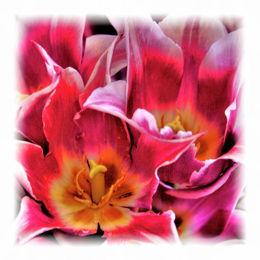 Opened Tulips Photograph by David Patterson