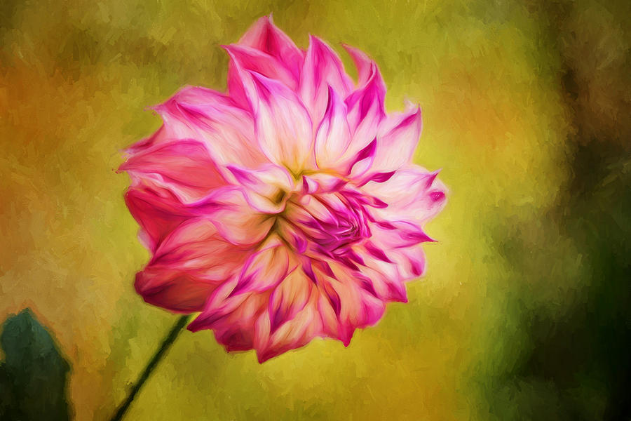 Opening Dahlia Painted Photograph