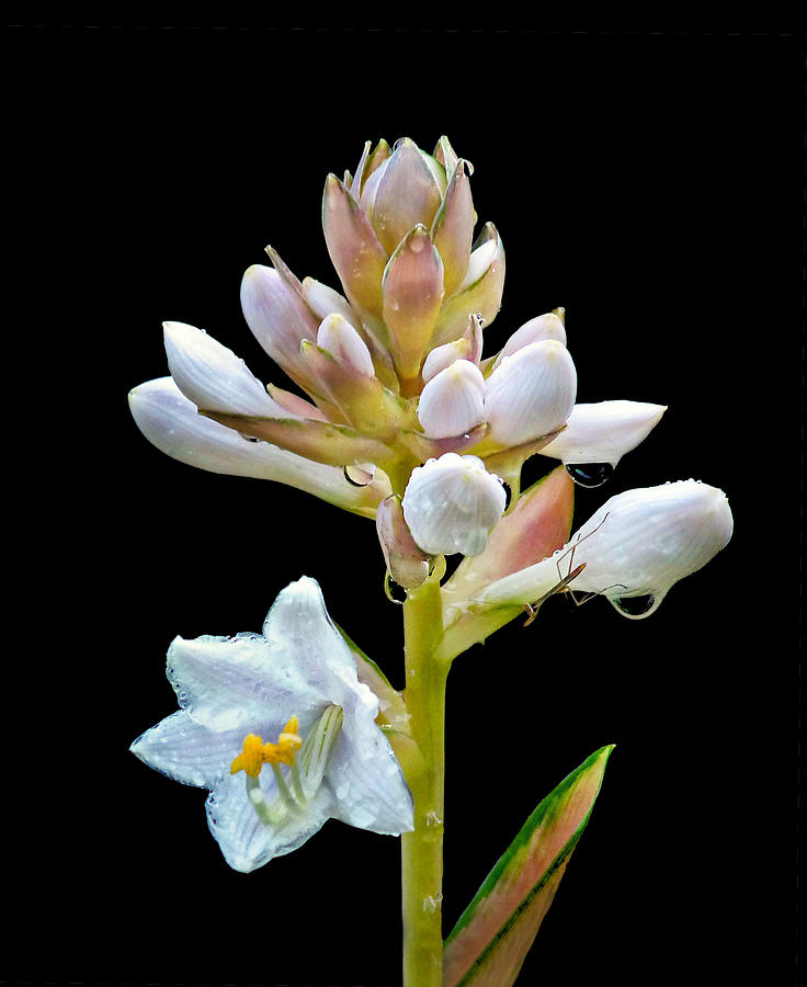 Opening Hosta Flowers Photograph by Carolyn Derstine
