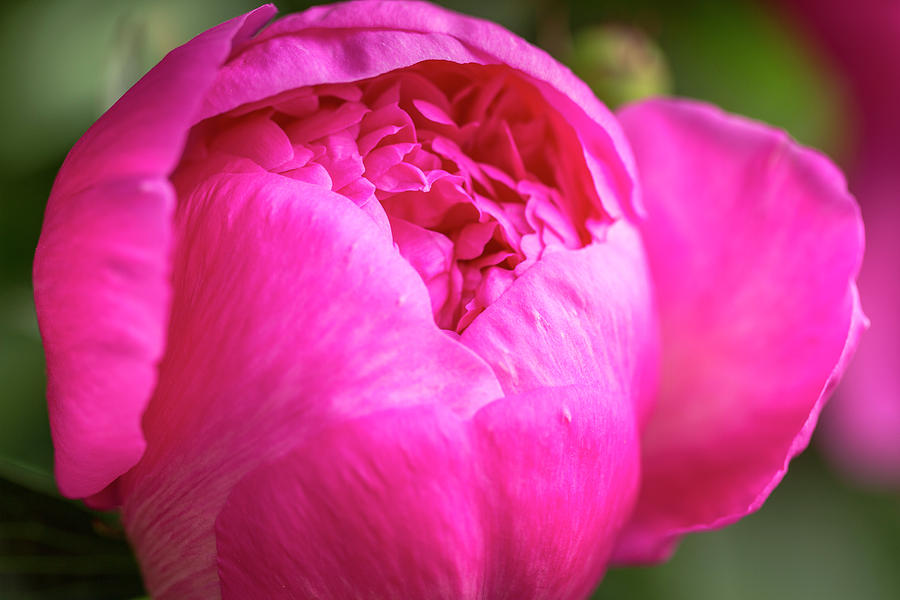 Opening Peony Flower Photograph by Teri Virbickis