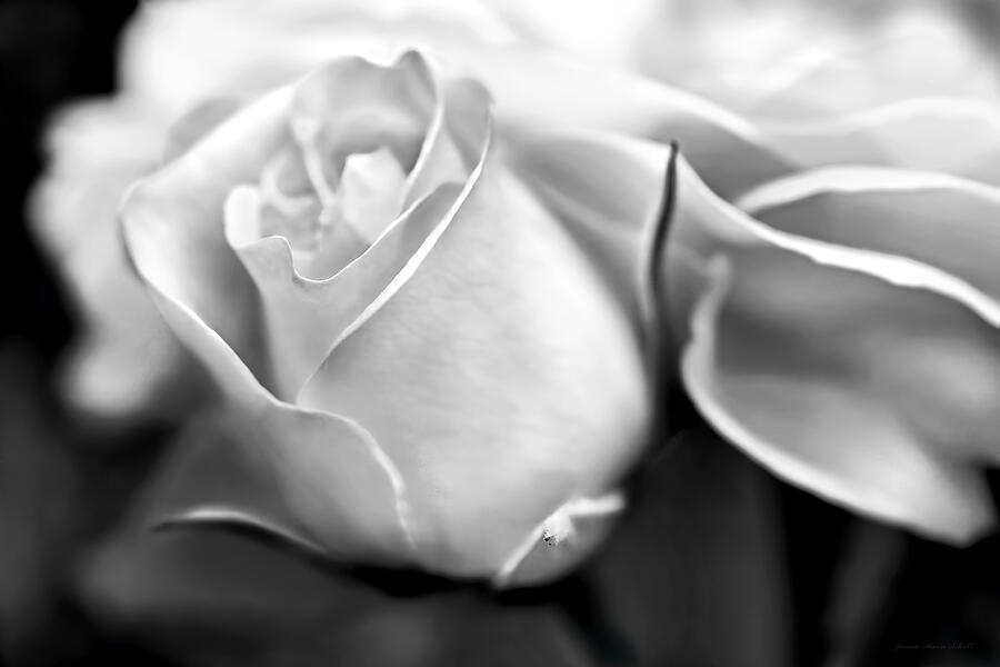Opening Rose Flower Black and White Photograph by Jennie Marie Schell
