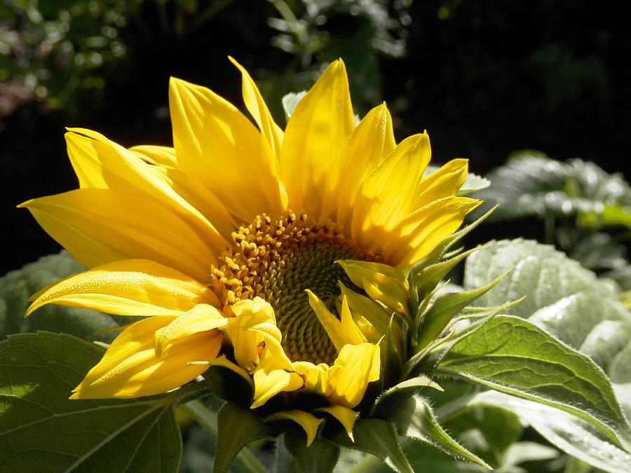 Opening Soon Sunflower Photograph by Belinda Lee