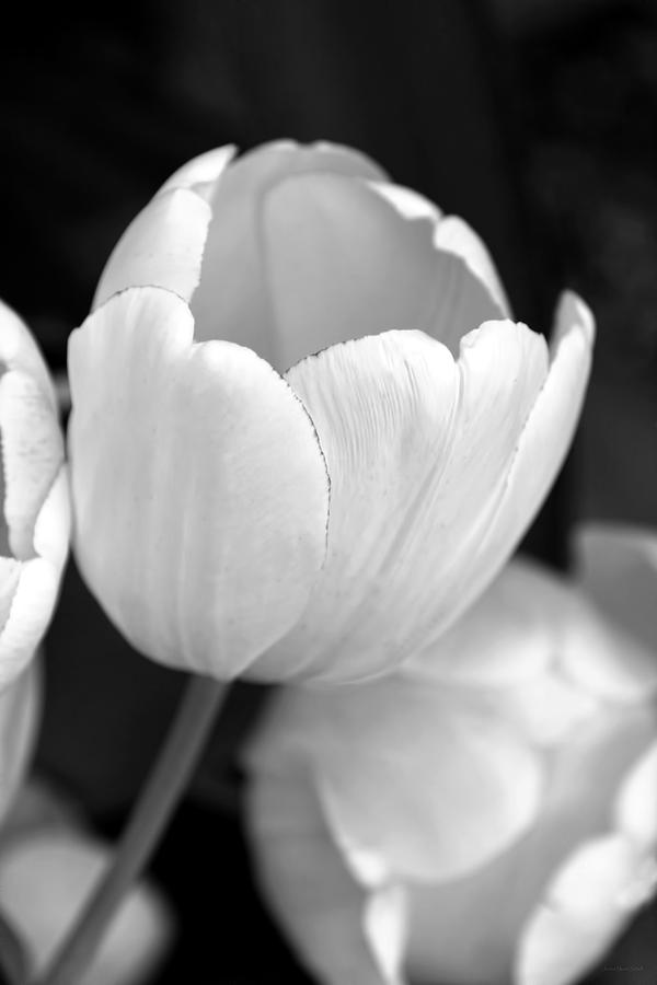 Spring Photograph - Opening Tulip Flower Black and White by Jennie Marie Schell