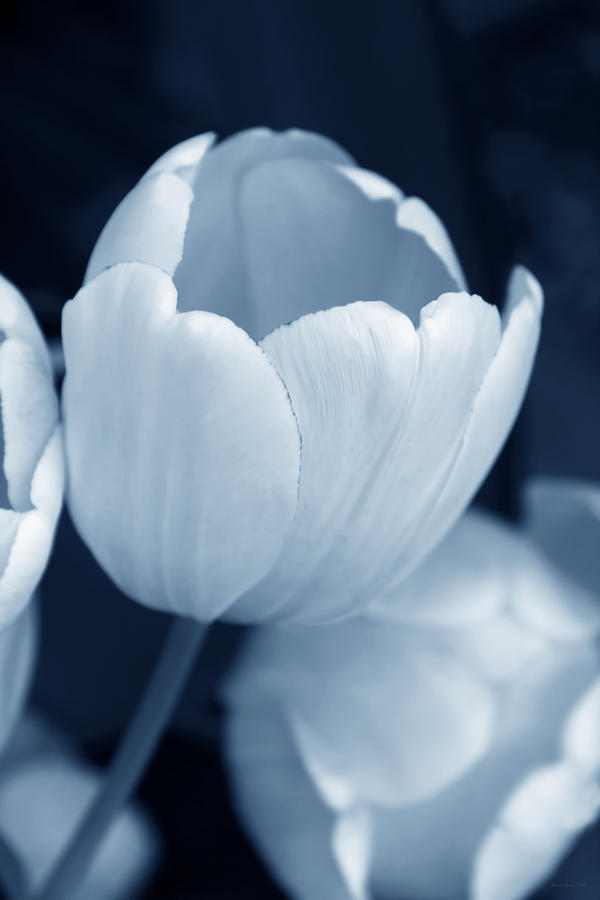 Opening Tulip Flower Blue Monochrome Photograph by Jennie Marie Schell