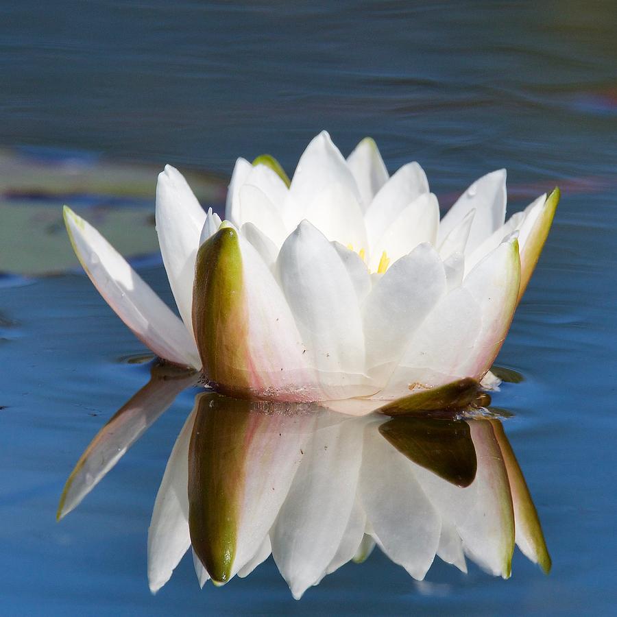 Opening Water Lily Photograph by Michael Peychich